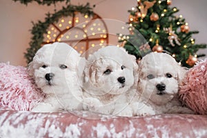 Bichon frise puppies on pink velvet blanket with Christmas tree lights and decorations in the background. Three cute