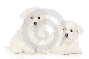 Bichon Frise puppies on white background