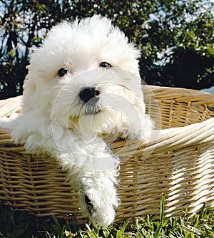 Bichon frise puppy
