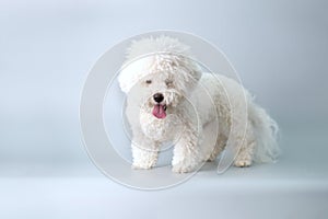 A bichon frise puppy with a lot of wool before a haircut on a gray background