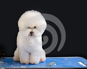 Bichon frise sits on a grooming table in on a black background