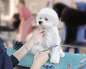 Bichon frise sits on a grooming table during a haircut