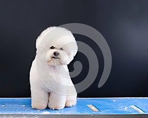 Bichon Frise sits on a grooming table in a pedigree haircut