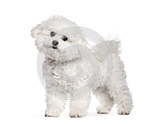 Bichon Frise standing against white background photo