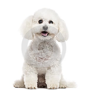 Bichon Frise sticking the tongue out, isolated on white