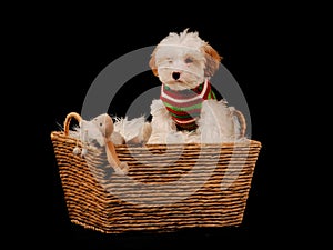 Bichon frise type dog sat in a basket