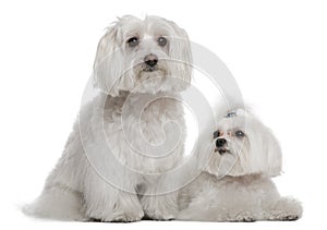 Bichon frisÃÂ© and a Maltese