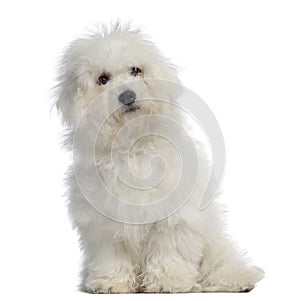 Bichon frisÃÂ©, 5 months old, sitting