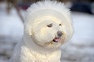 Bichon frize breed  white color