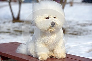 Bichon frize breed  white color