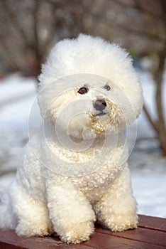 Bichon frize breed  white color