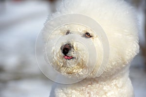 Bichon frize breed  white color