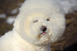 Bichon frize breed  white color