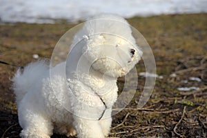 Bichon frize breed  white color