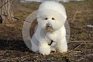 Bichon frize breed  white color