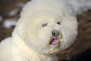 Bichon frize breed  white color