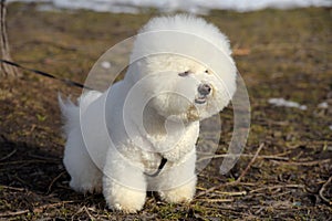 Bichon frize breed  white color