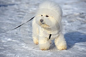 Bichon frize breed  white color