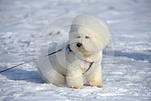 Bichon frize breed  white color