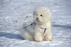 Bichon frize breed  white color