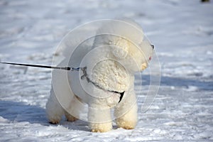 Bichon frize breed  white color