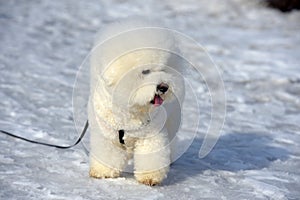 Bichon frize breed  white color