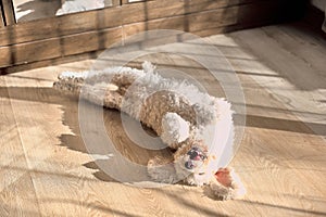 Bichon frize dog belly up white color.