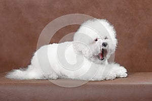 Bichon Frize dog lies and yawns on a brown background