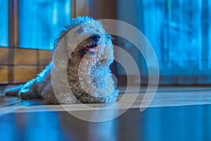 Bichon frize dog lying looking on a parquet floor in a room at night.