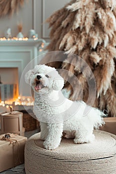 bichon frize dog seating on the ottoman