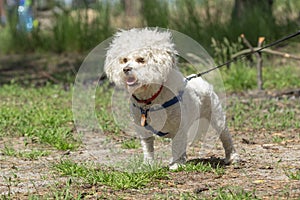 Bichon Frize in the park for a walk