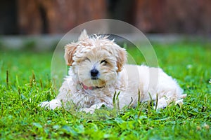 Bichon Havanais puppy resting in the grass photo