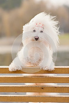 Bichon havanese dog on banch