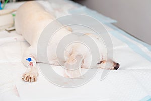Bichon maltese dog breed sedated at the veterinary clinic