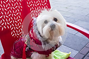 A bichon Maltese dog looking at the camera sitting on a chair at a terraza photo