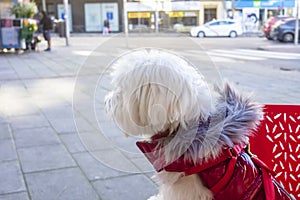 A bichon Maltese dog looking at the street sitting on a chair at a terraza photo