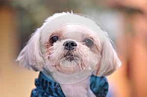Bichon maltese portrait