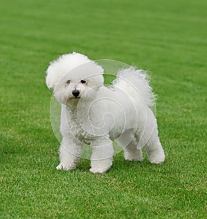 Bichon A' Poil Frise