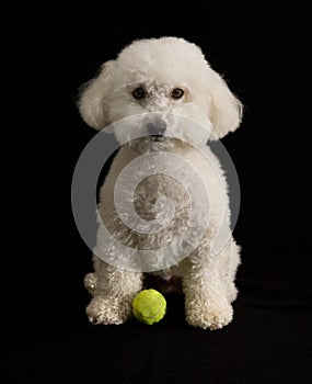 Bichon-poo photo