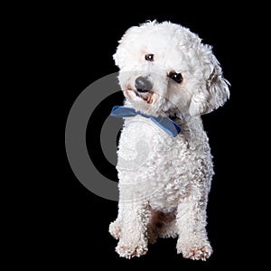 Bichon portrait