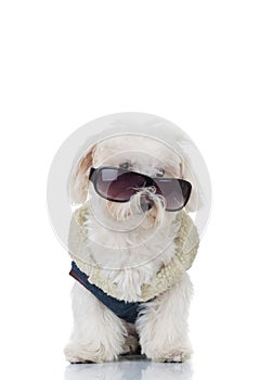 Bichon puppy dog wearing blue clothes and sunglasses