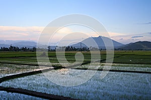 Bicol rice paddies sunset philippines photo