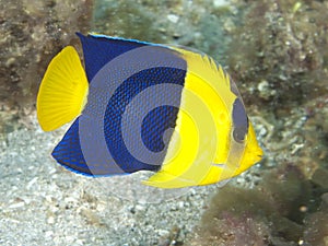 Bicolor Angelfish