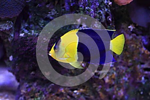 Bicolor angelfish