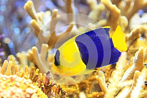 Bicolor angelfish