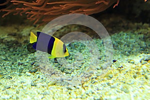 Bicolor angelfish