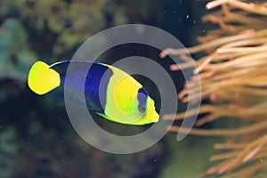 Bicolor angelfish