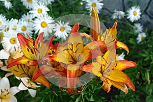 Bicolor Asiatic lilies of the `Cancun` variety in a garden after the rain. A close up of lilies with yellow-orange petals