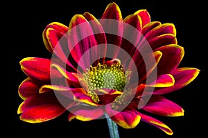 Bicolor aster flower macro