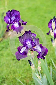 Bicolor bearded germanica iris flower - Exotic Star